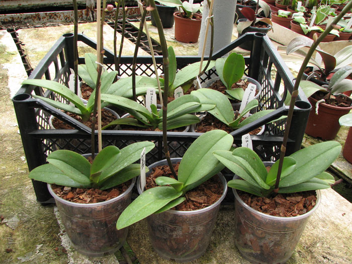 Doritaenopsis Lius Sakura.jpg