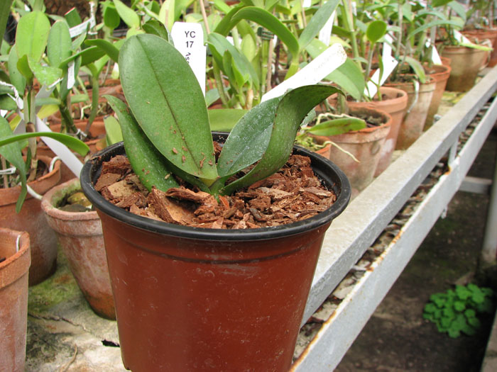 Asconopsis Jiaho's Orange.jpg