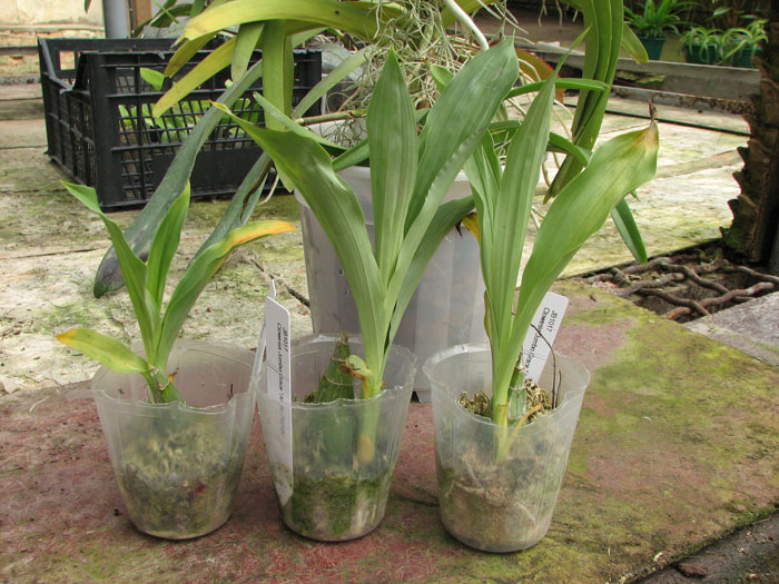 Clowesia Jumbo Grace 'Jumbo Orchids'.jpg