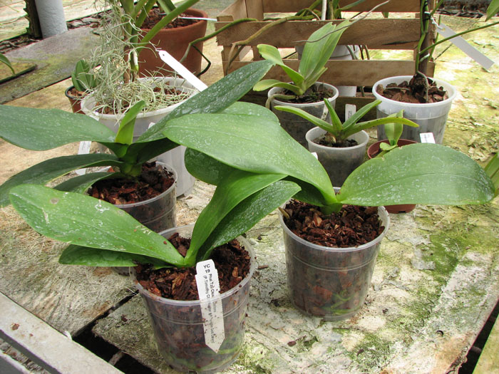 Phalaenopsis Tzu Chiang Chrisna.jpg