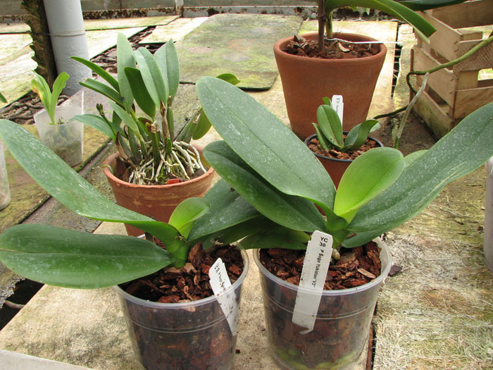 Phalaenopsis Sogo Yukidian 'V3'.jpg