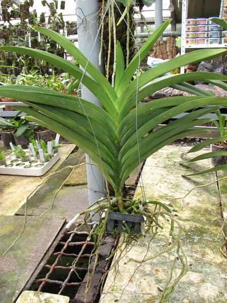 Vanda Pure's Wax 'Violet Blue'.jpg