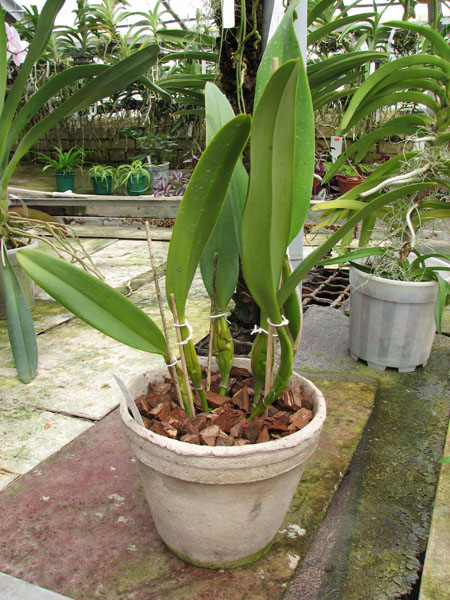 Laeliocattleya Canhamiana coerulea 'Azure Skies'.jpg