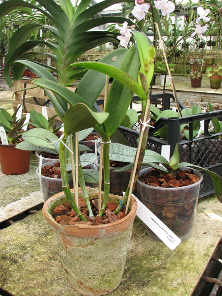 Cattleya Green Emerald 'Orchid Queen'.jpg
