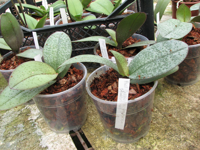 Phalaenopsis Cassandra (equestris x stuartiana).jpg