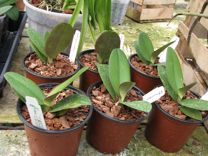 Doritaenopsis Lius Sakura.jpg