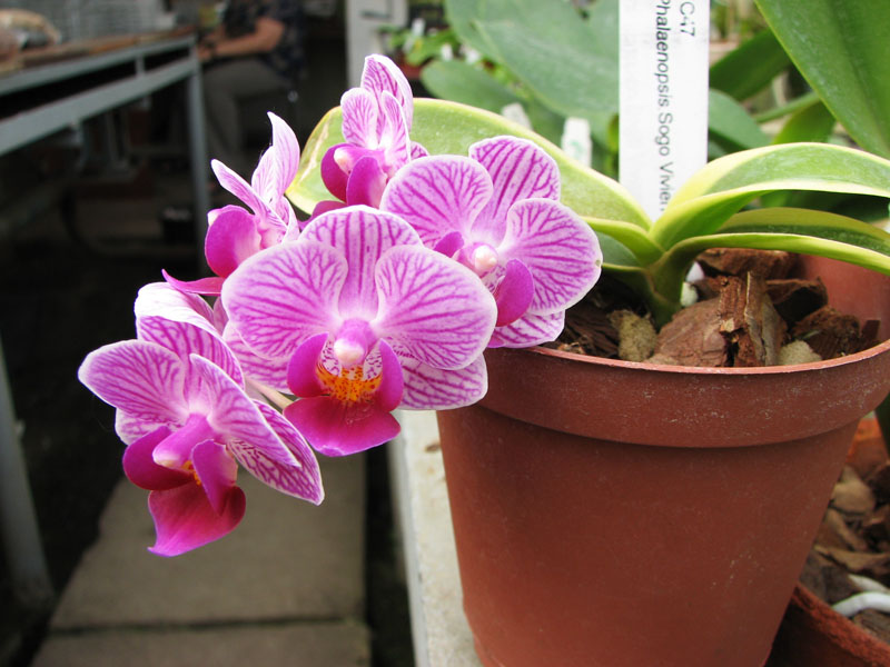 Doritaenopsis Sogo Vivien Variegated leaf.jpg