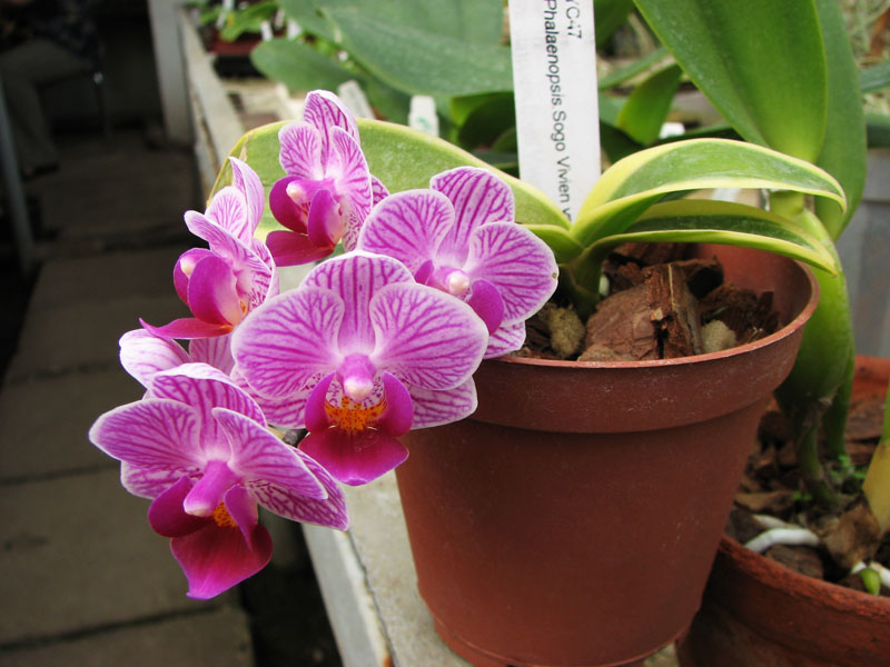 Doritaenopsis Sogo Vivien Variegated leaf.jpg