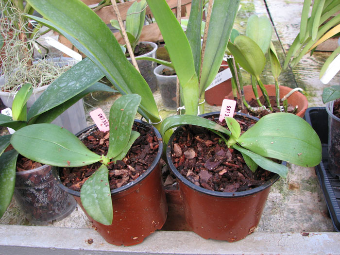 Phalaenopsis bellina (wild) x Phalaenopsis bellina (wild).jpg