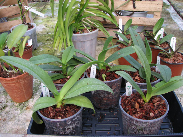 Doritis pulcherrima.jpg