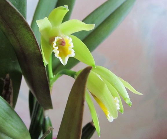 Cattleya luteola3.jpg