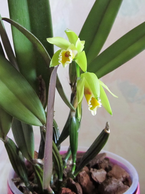 Cattleya luteola1.jpg