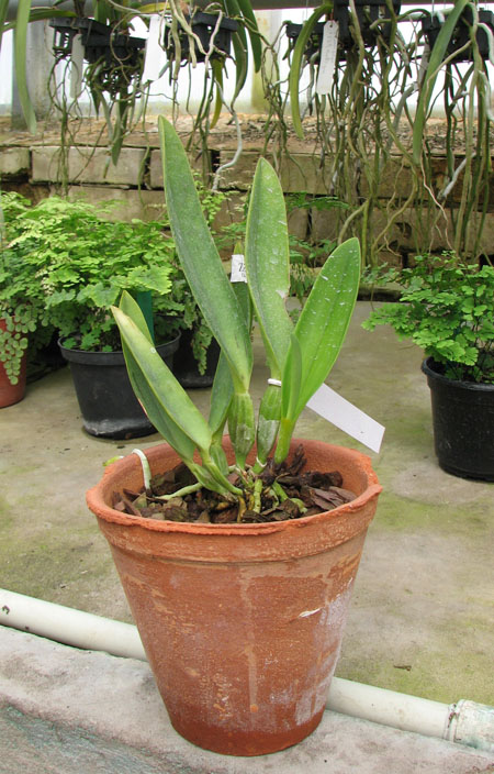 Cattleya labiata coerulescens 'Da Norma Dreher' x self.jpg