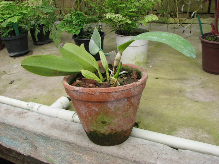 Cattleya gaskelliana coerulea ('Aida' x 'Alexis') x SELF.jpg