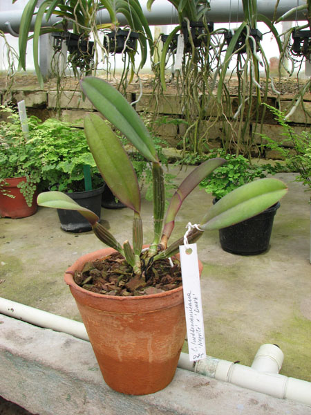Cattleya lueddemanniana 'Negrita' x Cattleya lueddemanniana 'Dark'.jpg