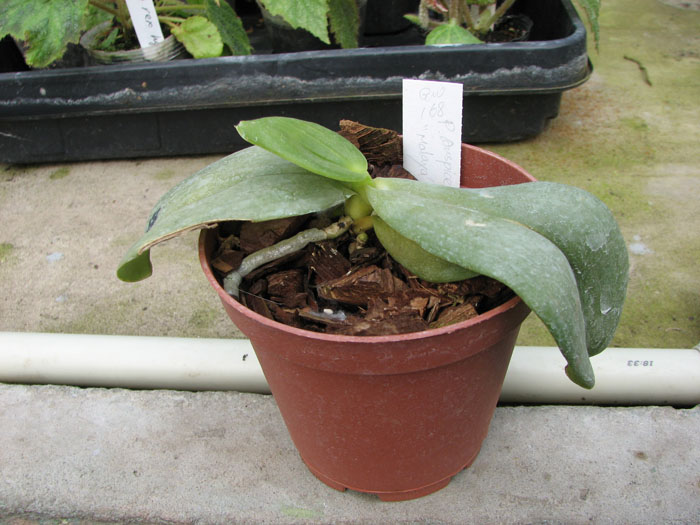Phalaenopsis Auspice Knight 'Malayan'.jpg