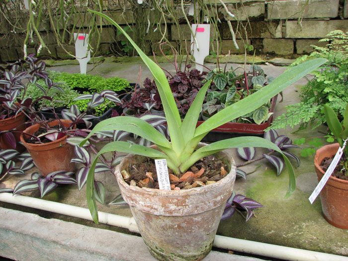 Paphiopedilum St Swithin (philippinense x rothschildianum).jpg