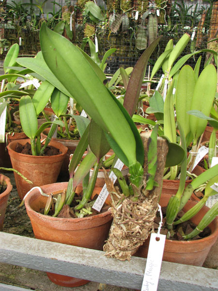 Brassolaeliocattleya Taiwan Ruby 'Magic'.jpg