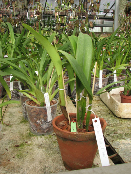 Brassocattleya Chief Pink 'Diana'.jpg