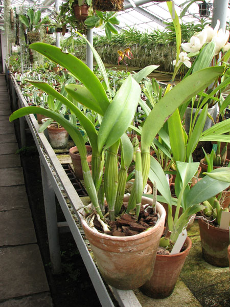 Laeliocattleya Orglade's Grand 'Yu Chang Beauty'.jpg