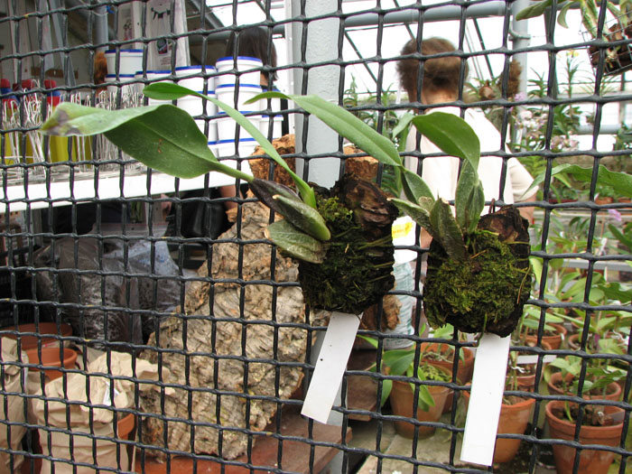 Rhynchostele cervantesii.jpg