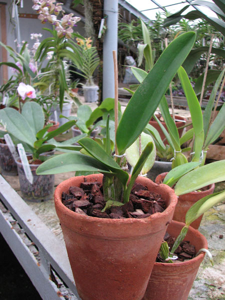 Brassolaeliocattleya Shinfong Little Cat 'Havest'.jpg