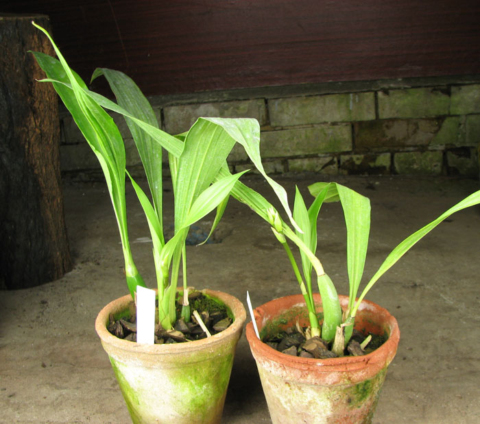 Zygopetalum 'Rhein Blue Angel'.jpg