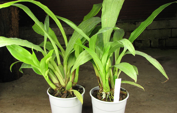 Zygopetalum hybrid 'Green'.jpg