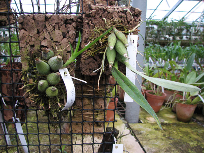 Encyclia mariae x Encyclia tampense semi-alba.jpg