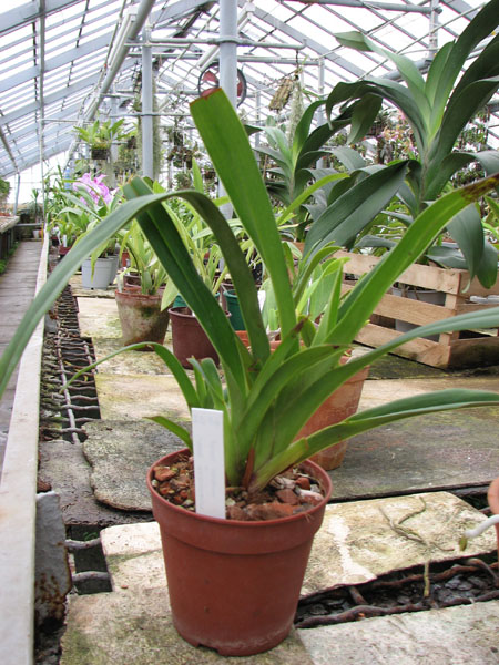 Phragmipedium boissierianum x kovachii.jpg
