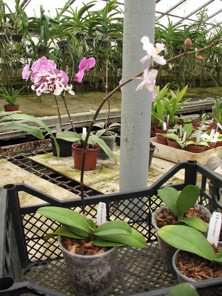 Dtps Lius Sakura.jpg