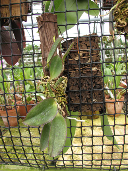 Laelia alaori escura II x Laelia alaori escura I.jpg