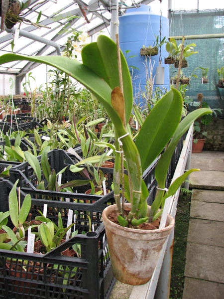 Laeliocattleya Tainan City 'General'.jpg