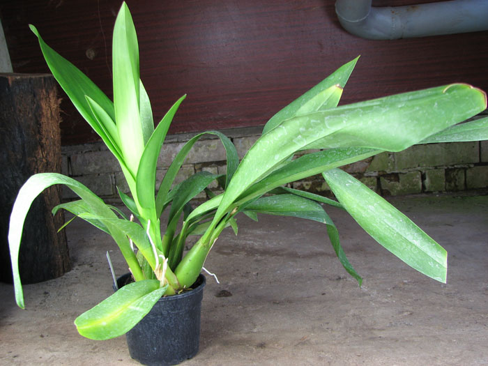 Wilsonara Stirling Tiger.jpg