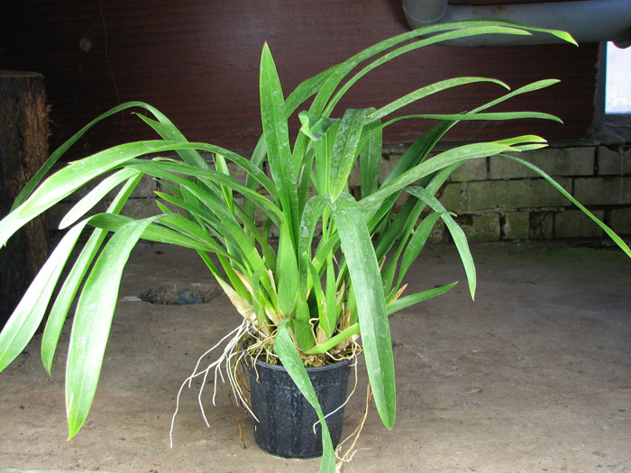 Beallara Peggy Ruth Carpenter 'Morning Joy'.jpg