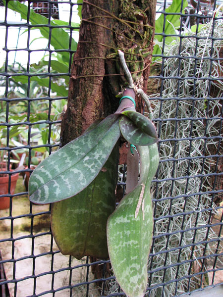 Phalaenopsis stuartiana.jpg