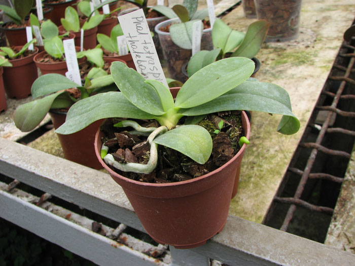 Phalenopsis tetraspis x thalebanii.jpg