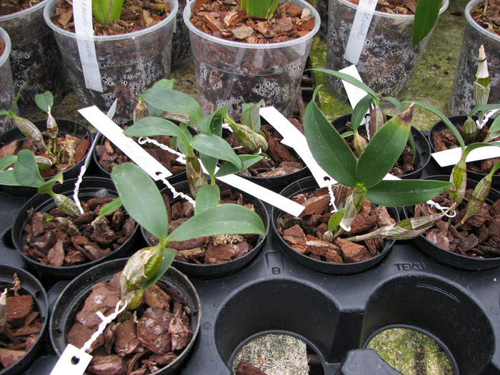 Dendrobium harveyanum.jpg