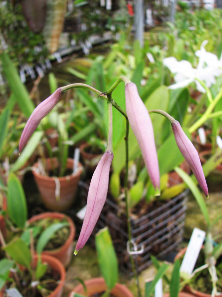 Encyclia adenocaula.jpg