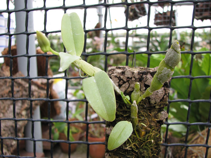 Dendrobium trantuanii.jpg