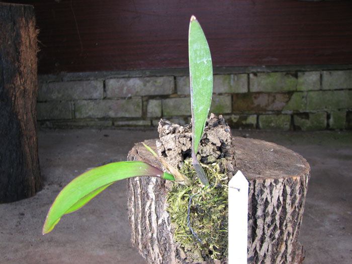 Comparettia falcata.jpg