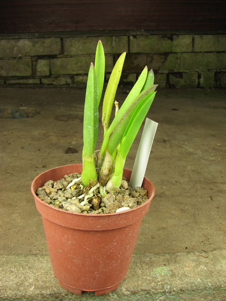 Laelia lucasiana.jpg