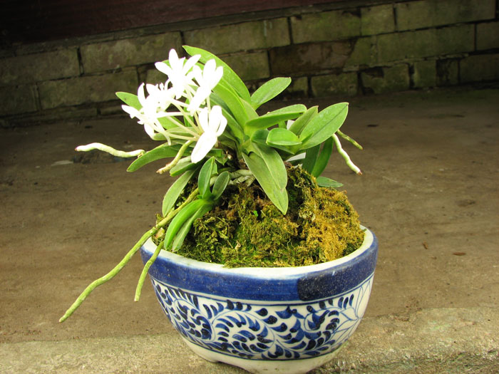 Neofinetia falcata Yodonomatsu.jpg