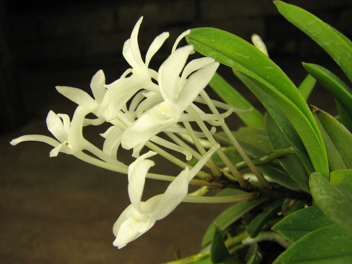 Neofinetia falcata Yodonomatsu.jpg