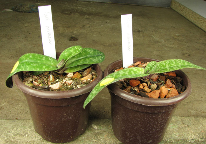 Paphiopedilum niveum.jpg