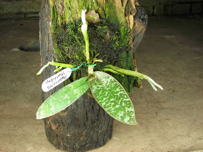 Phalaenopsis stuartiana.jpg