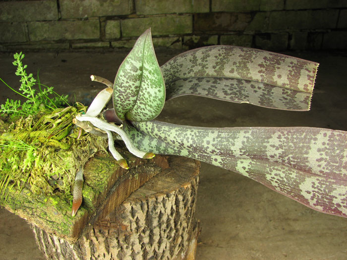 Phalaenopsis schilleriana.jpg