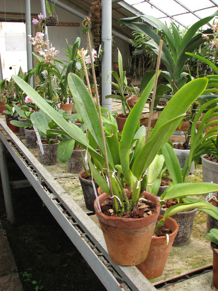 Laeliocattleya Canhamiana coerulea 'Azure Skies'.jpg
