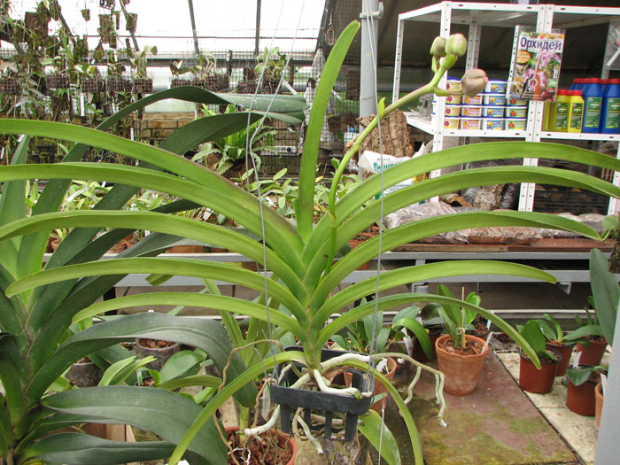 Vanda sanderiana x Vanda Pimchai Beauty.jpg