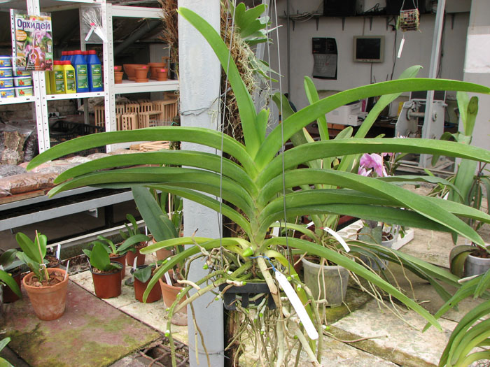 Ascocenda Krailerk White x Ascocenda Jakkrit Gold x Vanda Kultana Gold.jpg